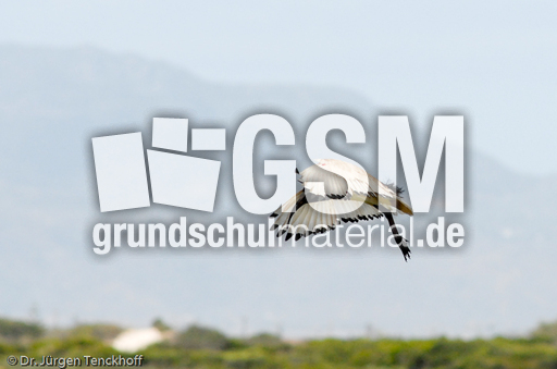 Molukkenibis (4 von 5).jpg